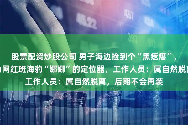 股票配资炒股公司 男子海边捡到个“黑疙瘩”，当地海科院确认为网红斑海豹“娜娜”的定位器，工作人员：属自然脱离，后期不会再装